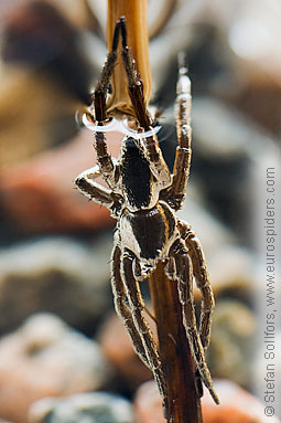 Fen Raft spider Dolomedes plantarius