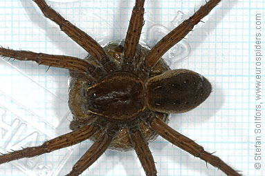 Fen Raft spider Dolomedes plantarius