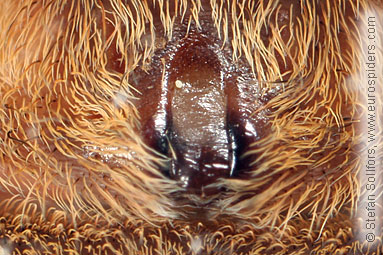 Fen Raft spider Dolomedes plantarius