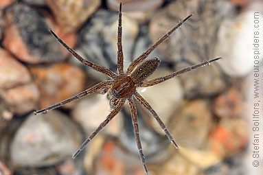 Fen Raft spider Dolomedes plantarius