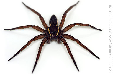 Fen Raft spider Dolomedes plantarius