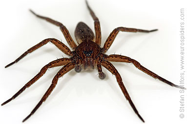 Fen Raft spider Dolomedes plantarius