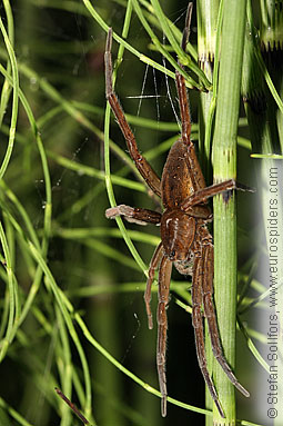 Fen Raft spider Dolomedes plantarius