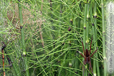 Fen Raft spider Dolomedes plantarius