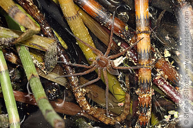 Fen Raft spider Dolomedes plantarius