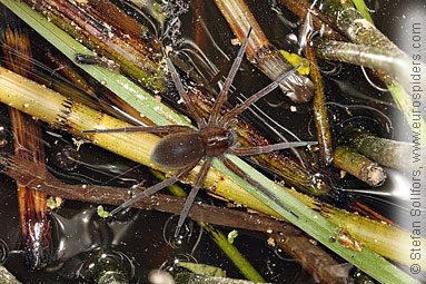 Fen Raft spider Dolomedes plantarius