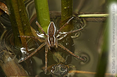 Fen Raft spider Dolomedes plantarius