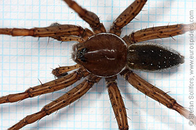 Fen Raft spider Dolomedes plantarius