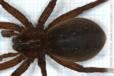 Fen Raft spider Dolomedes plantarius