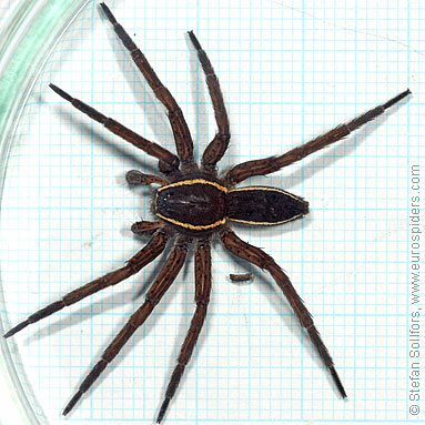 Fen Raft spider Dolomedes plantarius