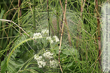 Fen Raft spider Dolomedes plantarius