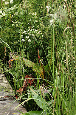 Fen Raft spider Dolomedes plantarius