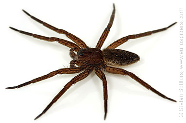 Fen Raft spider Dolomedes plantarius