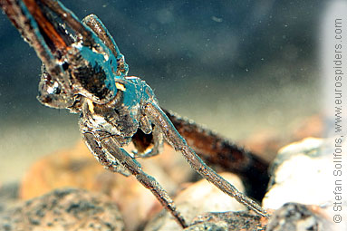 Fen Raft spider Dolomedes plantarius