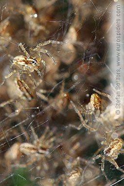 Fen Raft spider Dolomedes plantarius