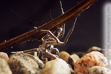  Dolomedes plantarius