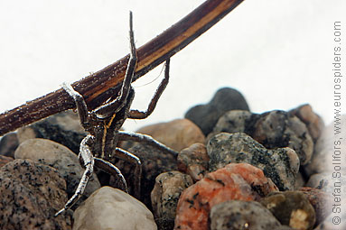 Fen Raft spider Dolomedes plantarius