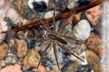 Fen Raft spider Dolomedes plantarius