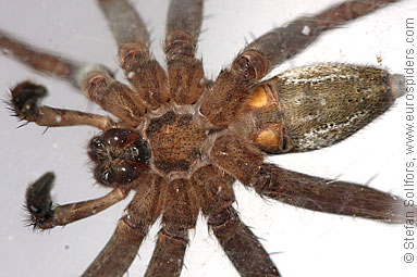 Fen Raft spider Dolomedes plantarius