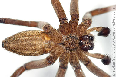 Fen Raft spider Dolomedes plantarius