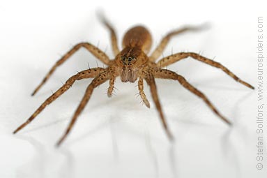 Fen Raft spider Dolomedes plantarius