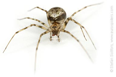 Invisible spider Drapetisca socialis