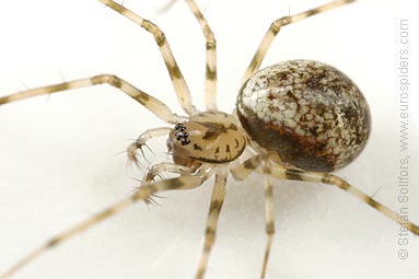 Invisible spider Drapetisca socialis