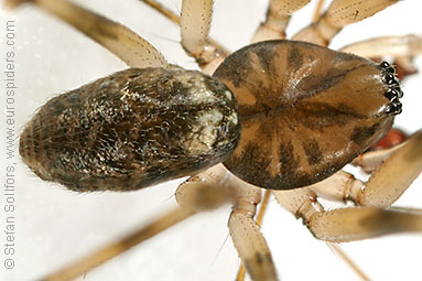 Invisible spider Drapetisca socialis