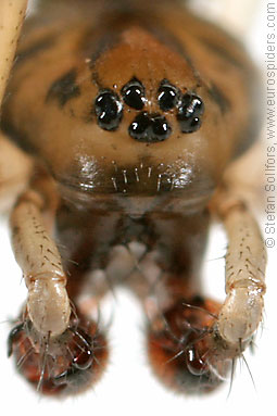 Invisible spider Drapetisca socialis