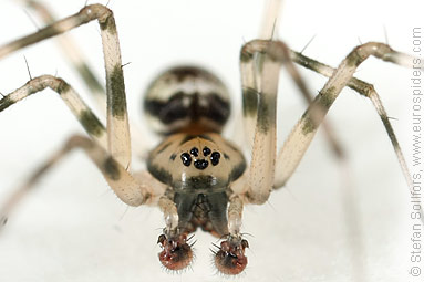 Invisible spider Drapetisca socialis