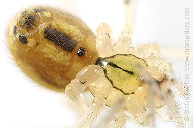 Candystripe  or Polymorphic spider Enoplognatha ovata