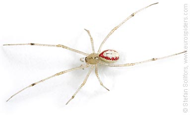 Candystripe  or Polymorphic spider Enoplognatha ovata