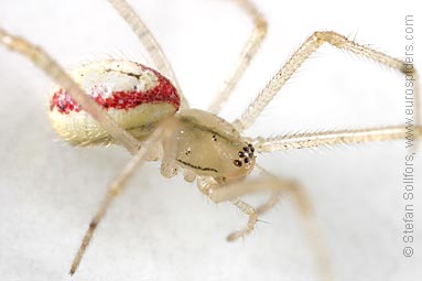 Candystripe  or Polymorphic spider Enoplognatha ovata