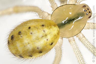 Candystripe  or Polymorphic spider Enoplognatha ovata