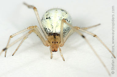 Candystripe  or Polymorphic spider Enoplognatha ovata