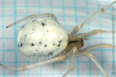 Candystripe  or Polymorphic spider Enoplognatha ovata