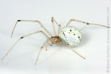 Candystripe  or Polymorphic spider Enoplognatha ovata