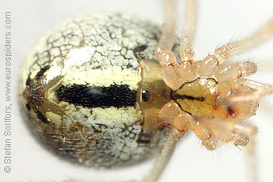 Candystripe  or Polymorphic spider Enoplognatha ovata