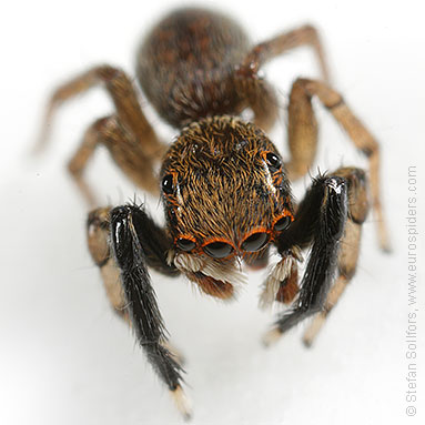 - Euophrys frontalis