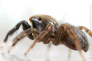 - Euophrys frontalis