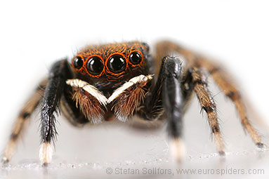 - Euophrys frontalis
