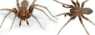 Agelenidae spider photos