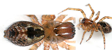 Anyphaenidae spider photos