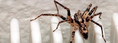 Anyphaenidae spider photos