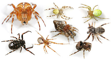 Araneidae spider photos