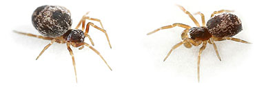Dictynidae spider photos