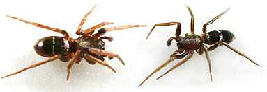 Gnaphosidae spider photos