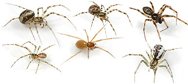 Linyphiidae spider photos
