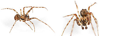 Mimetidae spider photos