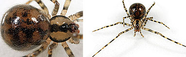 Mimetidae spider photos
